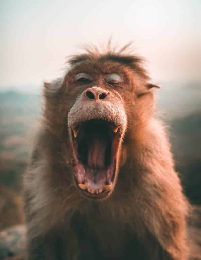 Mailchimp Pop Up Slowing Down WordPress?